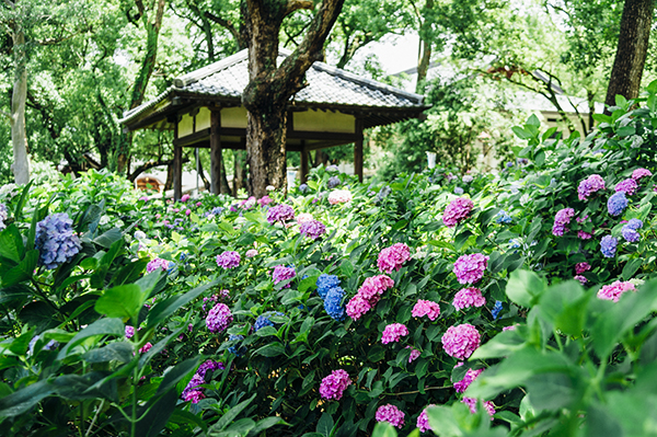 藤森神社　紫陽花祭